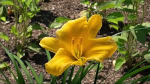 Yellow Day Lily Flower Opening In