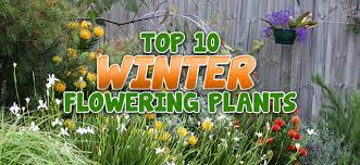 Top 10 Winter Flowering Plants Best