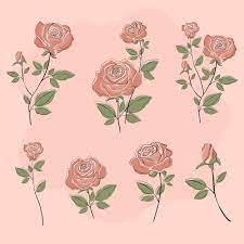Beautiful Pastel Pink Rose Vector Icon