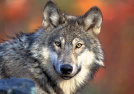 True Species Of Wolf