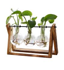 Glass Plant Vase
