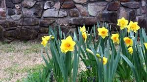 Spring Daffodils Against A Rock Wall