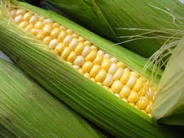 Sweet Corn Agricultural Marketing