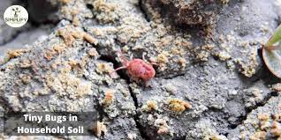 Soil Mites