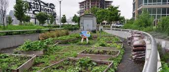 Urban Farming Yet To Take Strong Roots