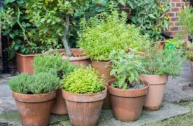 Small Space Vegetable Gardening Grow