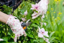 15 Gardening Tips For May Lacoste