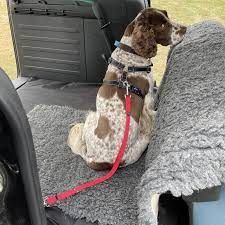 Car Boot Lead Dog Travel Restraint
