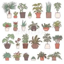 Set House Green Plants Indoor And