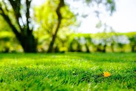Bakersfield Lawn Garden Soil Health