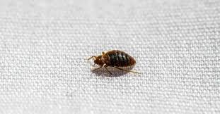 5 Early Signs Of Bed Bugs How Do I