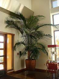 Kentia Palm Plant Decor Indoor