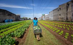 Community Gardens