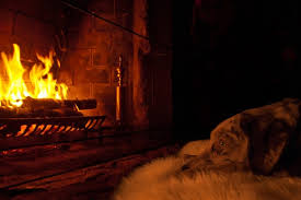 Dog On Sheepskin Rug Near Fireplace