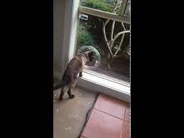 Cat Flap Small Dog Door