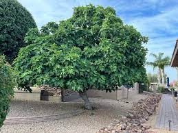 Fruit Trees Fig Elgin Nursery