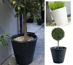 Big Plant Tree Pots Extra Large Huge