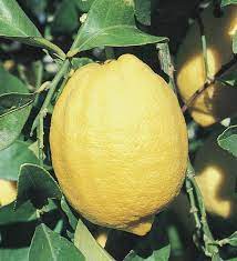 3 50 Gal Lemon Fruit Plant