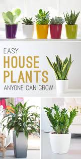 Easy House Plants Anyone Can Grow