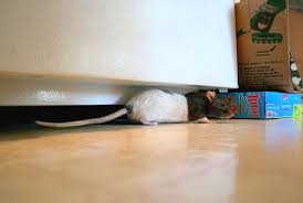 How Why Rats Enter Your Kitchen