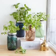 Mason Jar Indoor Herb Garden Uncommon