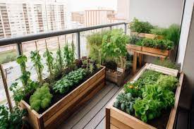 Herb Garden On A Apartment Balcony