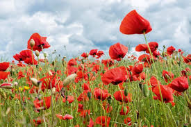 How The Poppy Captured The Imagination