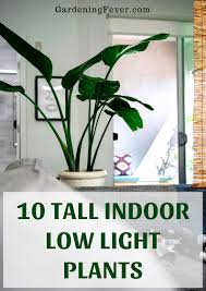 10 Tall Indoor Low Light Plants