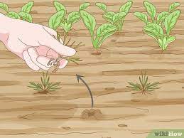 How To Create A Vegetable Garden 11