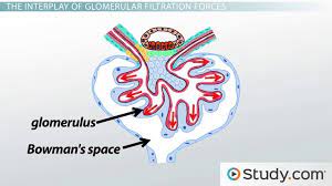 What Is The Glomerular Filtration Rate
