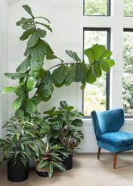 Decorate With Large Indoor Plants