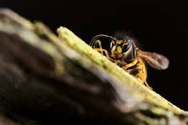 The Coming Swarm New Zealand Geographic