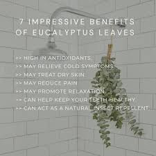 Fresh Eucalyptus Shower Bundle Indoor