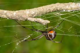 How To Get Rid Of Black Widow Spiders
