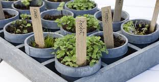 Tips For Growing Herbs Indoors Dallas