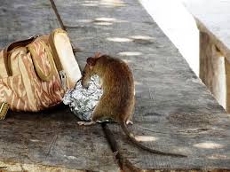 How To Deal With Rats In Basements