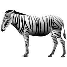 Zebra Icon Free On Iconfinder