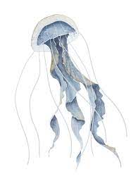 Watercolor Ilration Of Jelly Fish