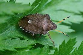 Stink Bugs From Home And Garden