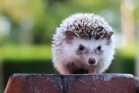 If You Find A Baby Hedgehog Help
