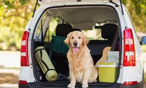 Top 10 Best Dog Friendly Cars