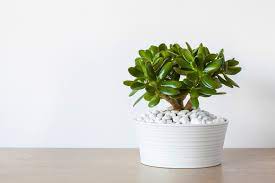 House Plants That Are Safe For My Small