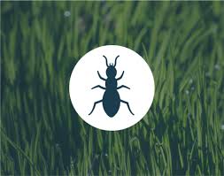Okc Lawn Pest Control Services Weed