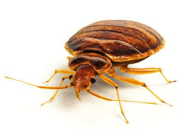 Spring Break Pests
