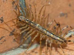 Des Moines House Centipedes