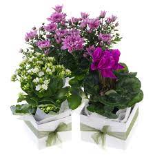 Small Flowering House Plant Bays Flowers