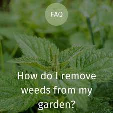 Weed Watch How To Remove Weeds