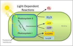 Light Reaction Reaction Steps
