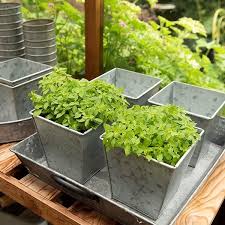 Buy Galvanised Square Pot Delivery By
