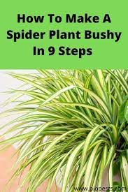 How To Make A Spider Plant Bushy In 9